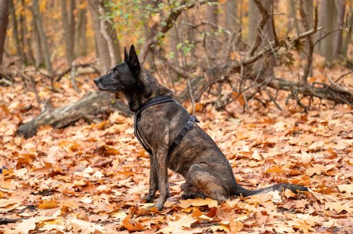 GuardianX All-Purpose Harness - maat XL