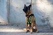 GuardianPro Tactical Harness - military green - S