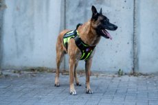 PDS7010 GuardianPro Tactical Harness - neon yellow - M