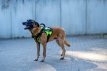 GuardianPro Tactical Harness - military green - M
