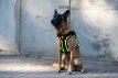 GuardianPro Tactical Harness - neon yellow - L