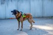 GuardianPro Tactical Harness - neon yellow - L