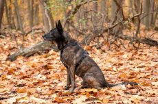 PDS7500 GuardianX All-Purpose Harness - maat M