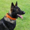 lederen halsband met handvat 'DRAGO'  48-56 CM - oranje
